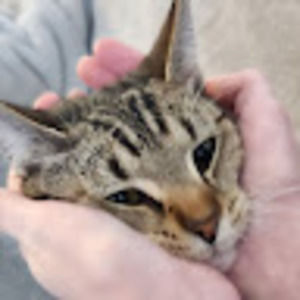 Meet your Posher, Hansen